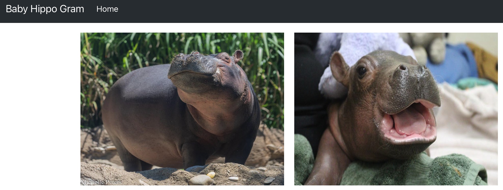 circleci-hippo-container